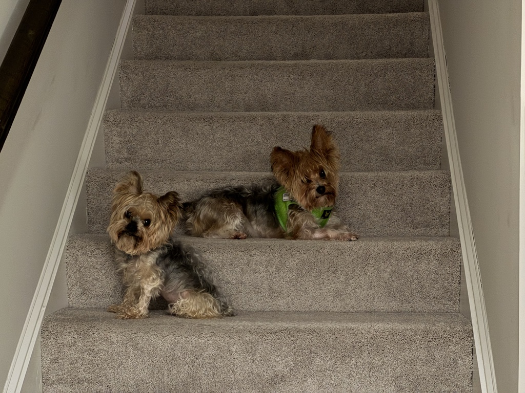 Henry & Wesley Kamichoff: images/dsfhfduij.jpg